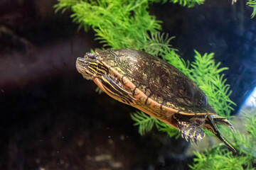 Painted Turtle swimming under water taken in southern MN