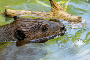 American Beaver eating in water taken in southern MN