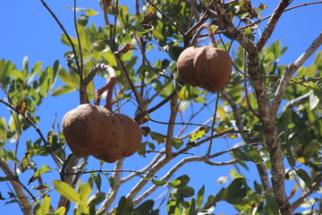 Tingui, Timb&oacute;, Magonia pubenses