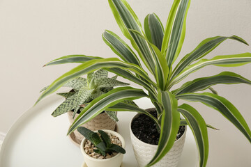 Green houseplants on table near light wall