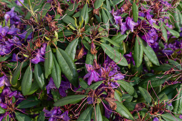 Faded parts of a rhododendron with wilted purple flowers. 
