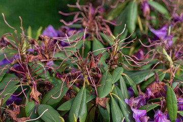 Faded parts of a rhododendron with wilted purple flowers. 
