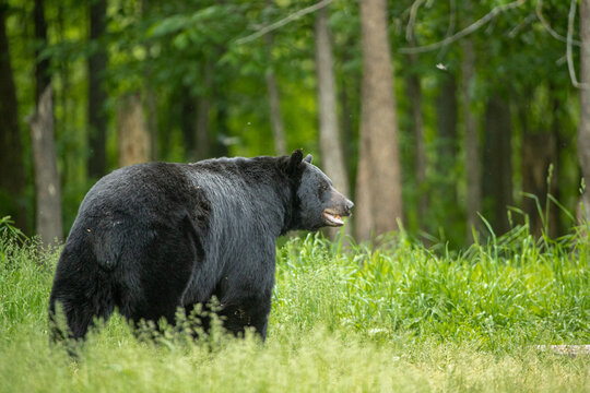Black Bear adult taken in Nothern MN in the wild