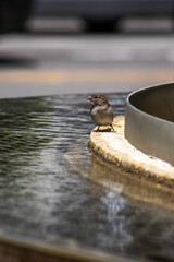 Sparrow at the Fountain