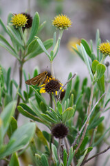 butterfly on a flower