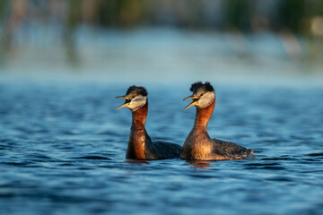 Red-necked Grebe pair calling taken in nothern MN in the wild