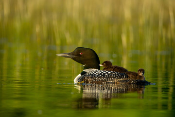 Common Loon adult with chicks taken in central MN