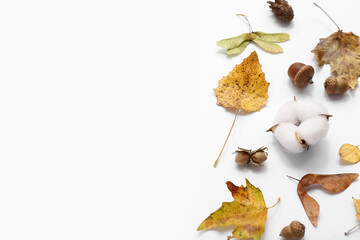 Autumn leaves with acorns and cotton flowers on white background