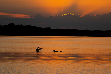 Common Loon wing stretch taken in central MN