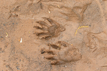 Northern Raccoon tracks in sand taken in central MN in the wild