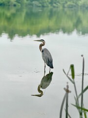 Great Blue Heron Standing in Still Water with Mirror Reflection