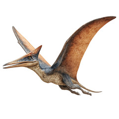 Pteranodon isolated on transparent background