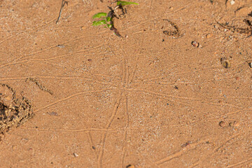 Earthworm tracks in sand take in southern MN in the wild