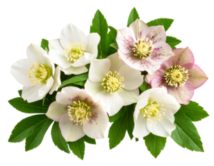 Hellebore Flower Cluster with Leaves in Diagonal Composition, Elegant Shadow Play, Isolated