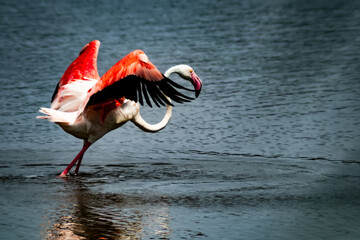 flamenco4