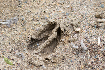 White-tailed Deer track in sand taken in central MN
