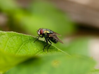 Green fly or Lucilia sericata on a leaf with a blurry background