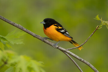 Baltimore Oriole adult male taken in central MN