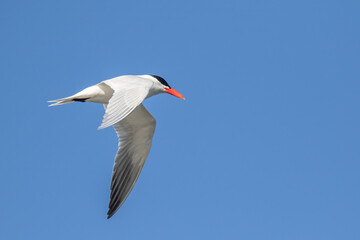 Caspian Tern taken in southern MN