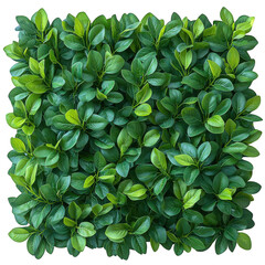 Obraz premium Green foliage isolated on transparent background