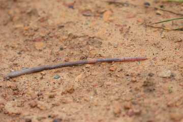 Earthworm on dirt taken in southern MN