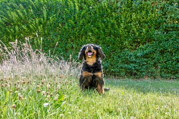 Bernese mountain dog smiling in the grass