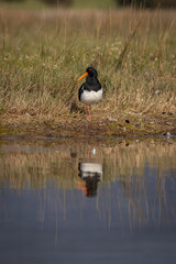Pied Oystercatcher (Haematopus longirostris), Corunna Lake, NSW, September 2024