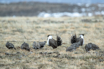 Fototapeta premium Sage Grouse taken in southern Wyoming