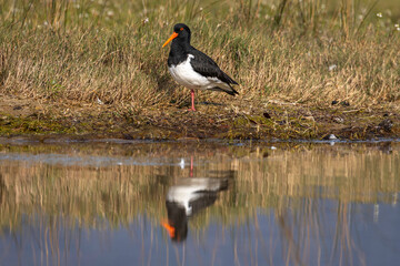 Pied Oystercatcher (Haematopus longirostris), Corunna Lake, NSW, September 2024