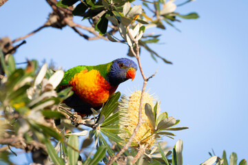 A lorikeet's breakfast