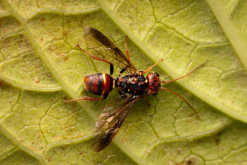 Potter Wasp, Narooma, NSW, June 2025
