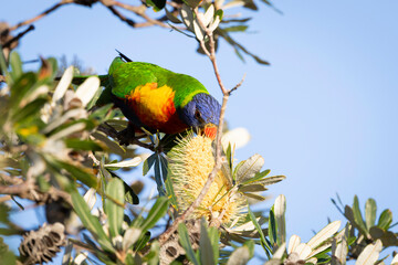 A lorikeet's breakfast