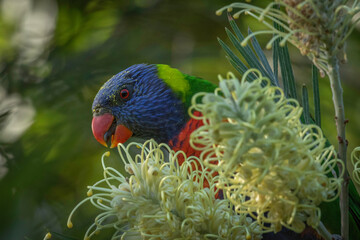 Rainbow lorikeet (Trichoglossus moluccanus), Narooma, NSW, October 2024