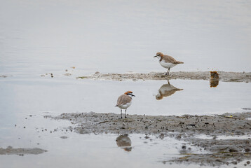 Red-capped Plover (Charadrius ruficapillus), Corunna Lake, NSW, July 2024