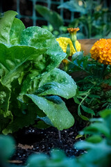 Closeup of lettuce in garden