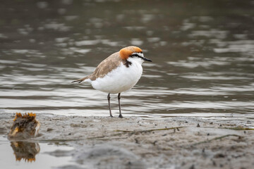 Red-capped Plover (Charadrius ruficapillus), Corunna Lake, NSW, July 2024