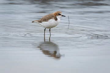 Red-capped Plover (Charadrius ruficapillus) immature, Corunna Lake, NSW, July 2024