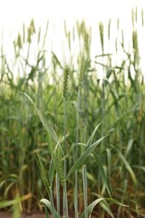 Wheat spikes growing in field outdoors, closeup