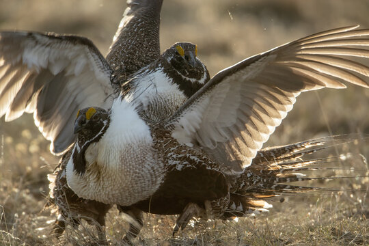 Sage Grouse male in flight taken in Colorado in the wild