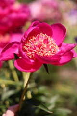 Beautiful pink peony flowers growing outdoors, closeup