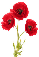 Fototapeta premium Bright red poppy flowers on white background. Meadow plant