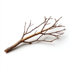 Fototapeta premium Detailed twig with small branches lying flat isolated on white background.