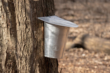 Maple sap spile, bucket, dripping sap taken in southern MN