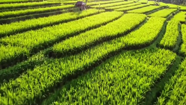 Lush green rice paddies terraced hillside, sunlight highlights the rows.