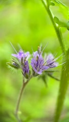 Lacy Phacelia light-purple flowers macro photography. A close up of purple flowers. 