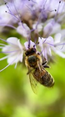 A close up of a honey bee feeding on a flower. Macro photography. 