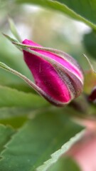 A bud of a rose macro photography. A close up of a rose bud. 
