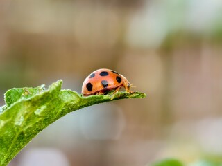 Epilachna borealis perched on a leaf