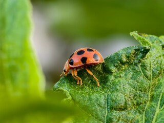 Epilachna borealis perched on a leaf	