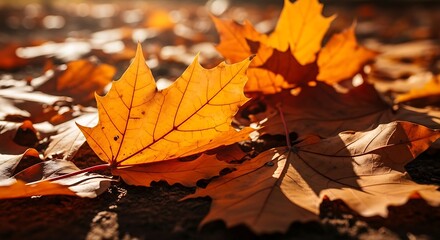 Fototapeta premium Autumn Leaves in Golden Light A Seasonal Landscape with Fallen Foliage
